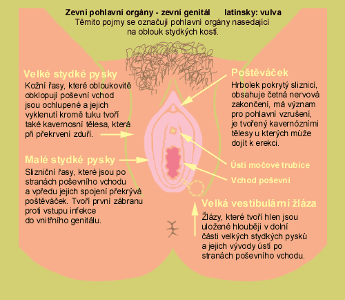 Orální sex - postřehy od muže, aneb co se dá dělat